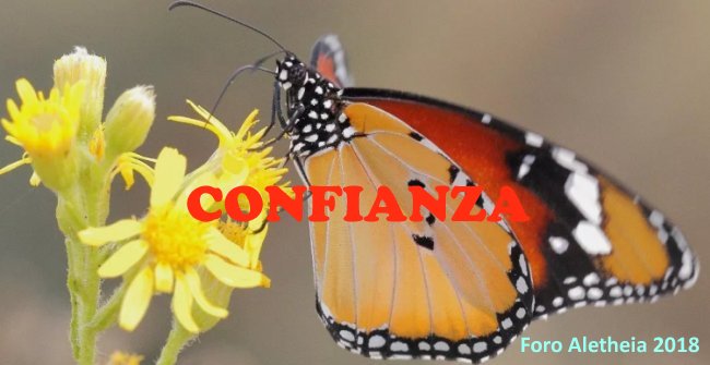 Miniatura doble_Mariposa3_650x335