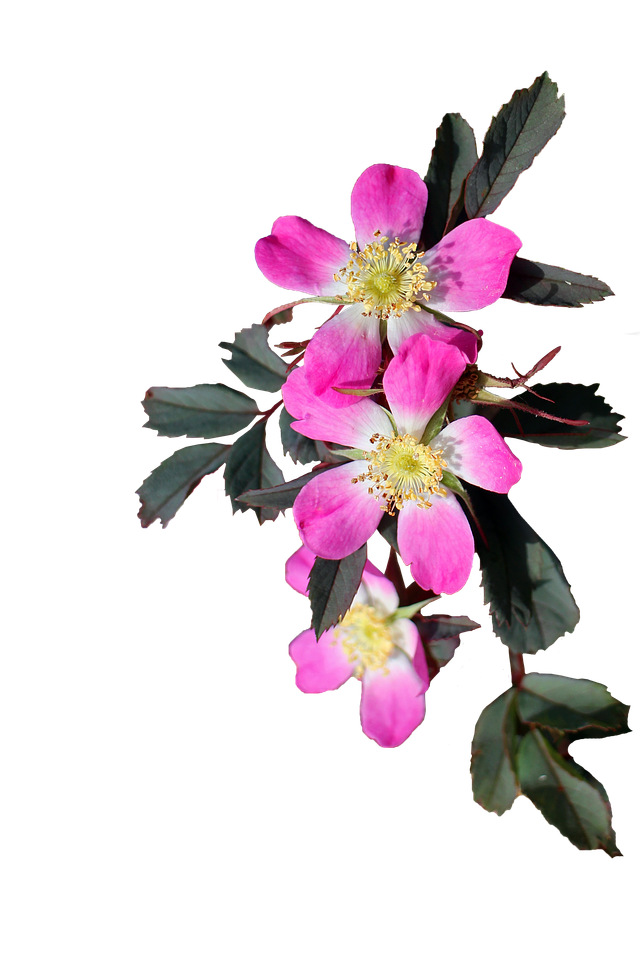 flowers-2393618_960_720