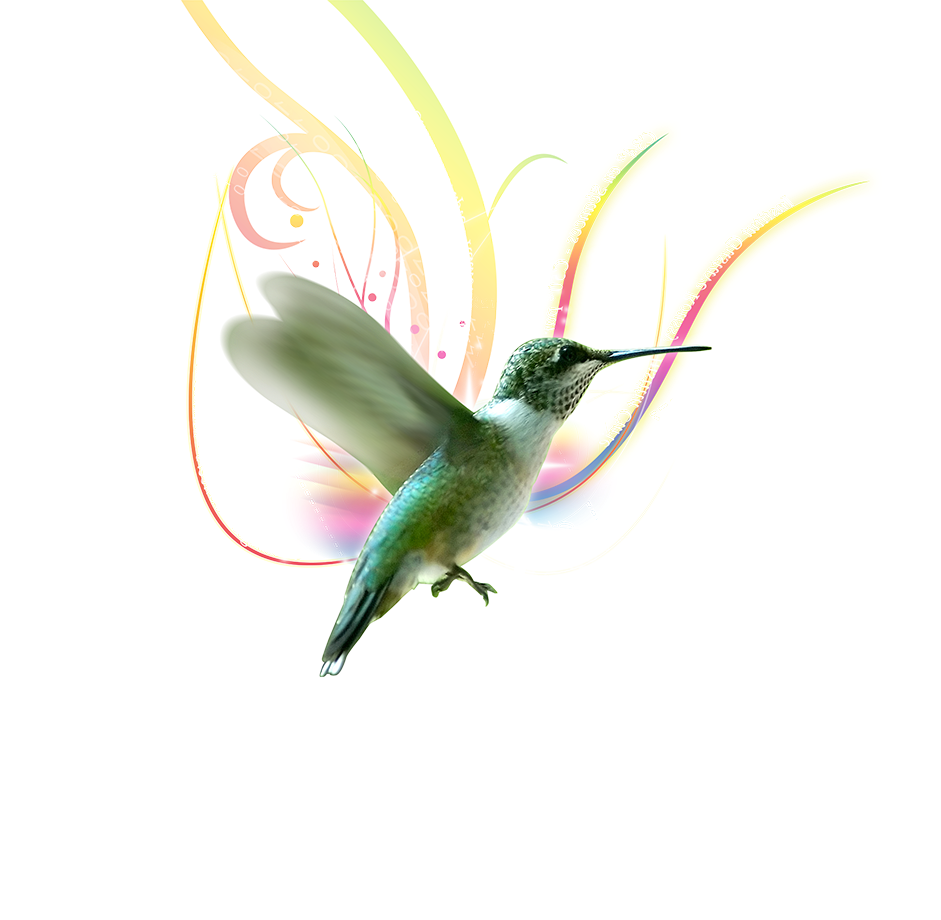 Colibrí_dcha