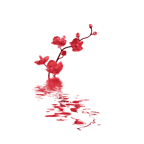 kisspng-carte-d-anniversaire-convite-gratis-in-memoriam-ca-5aeda47e341015.4512459315255235822133