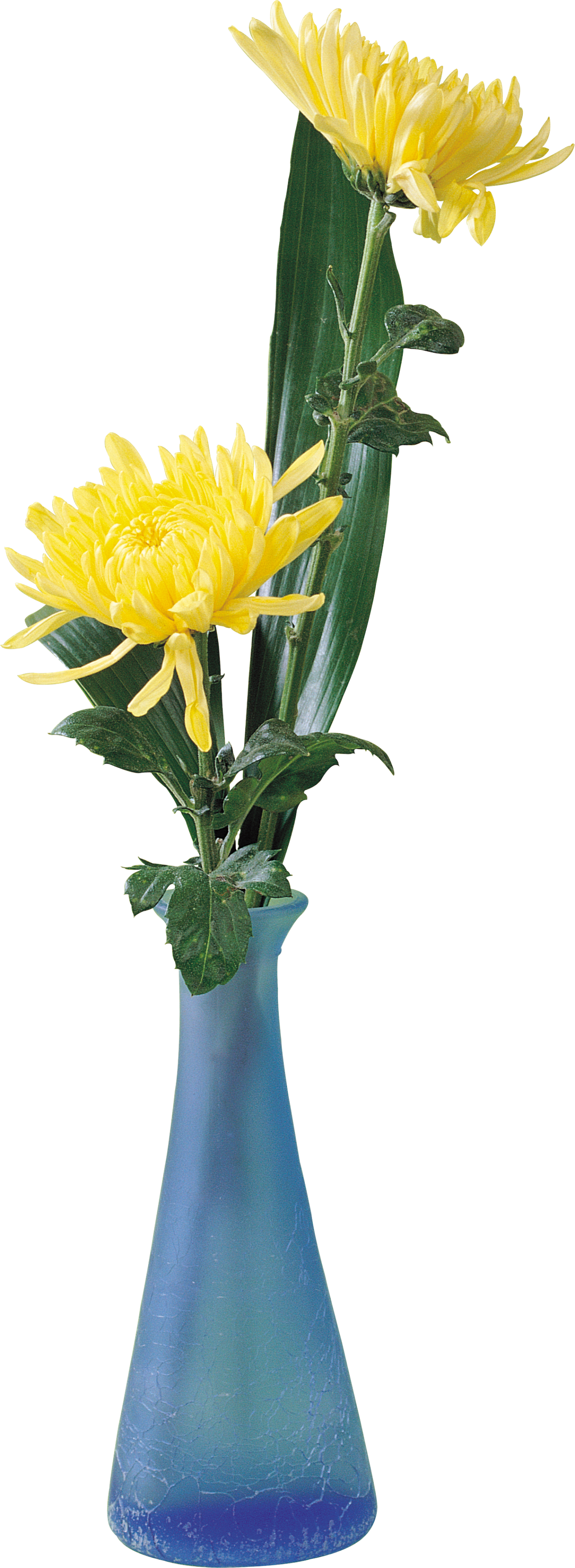 kisspng-cut-flowers-chrysanthemum-clip-art-chrysanthemum-5abc4309df0ad9.5952907115222873699136