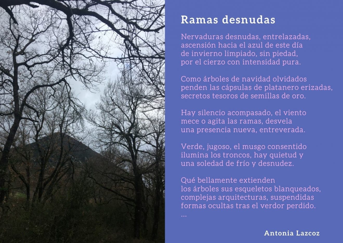 Ramas desnudas_Postal