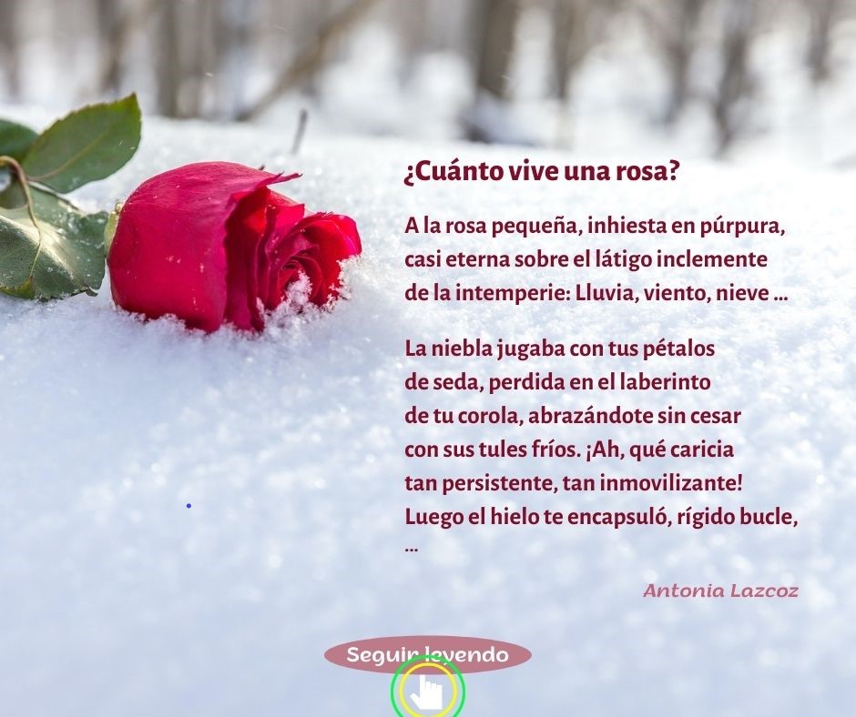 Cuánto vive una rosa