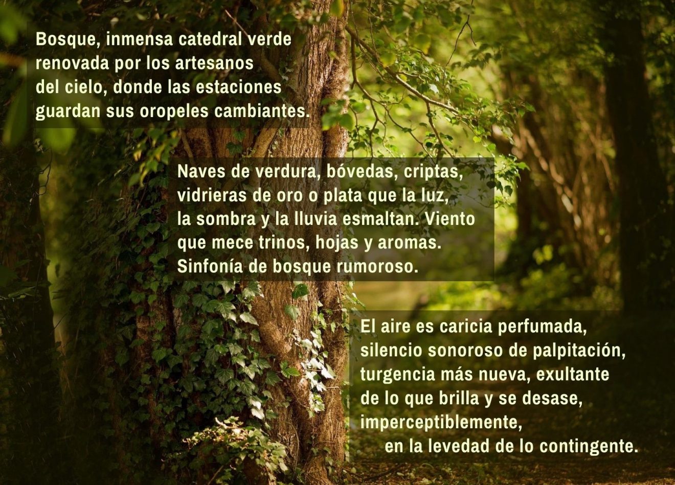 Bosque rumoroso