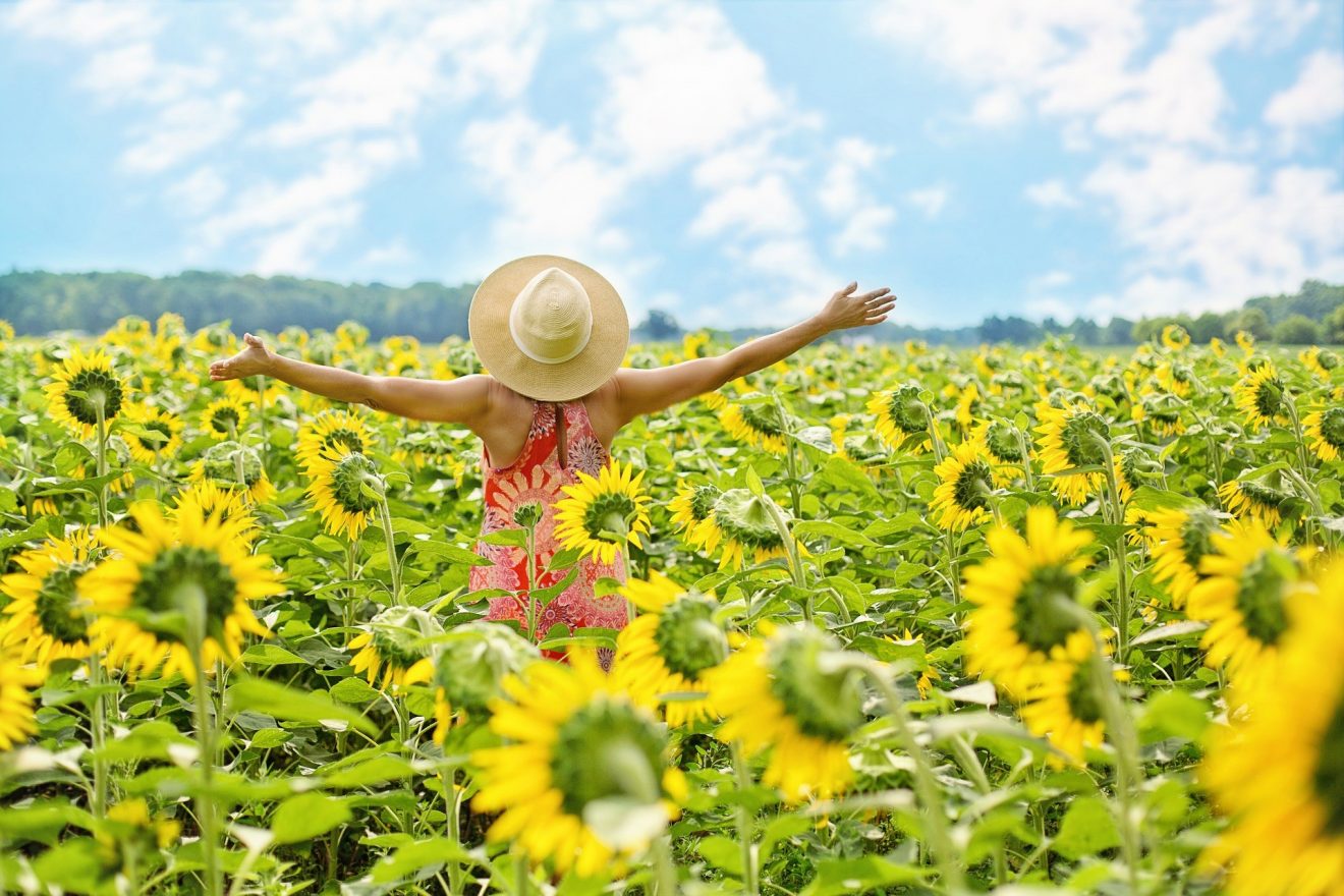 Girasoles