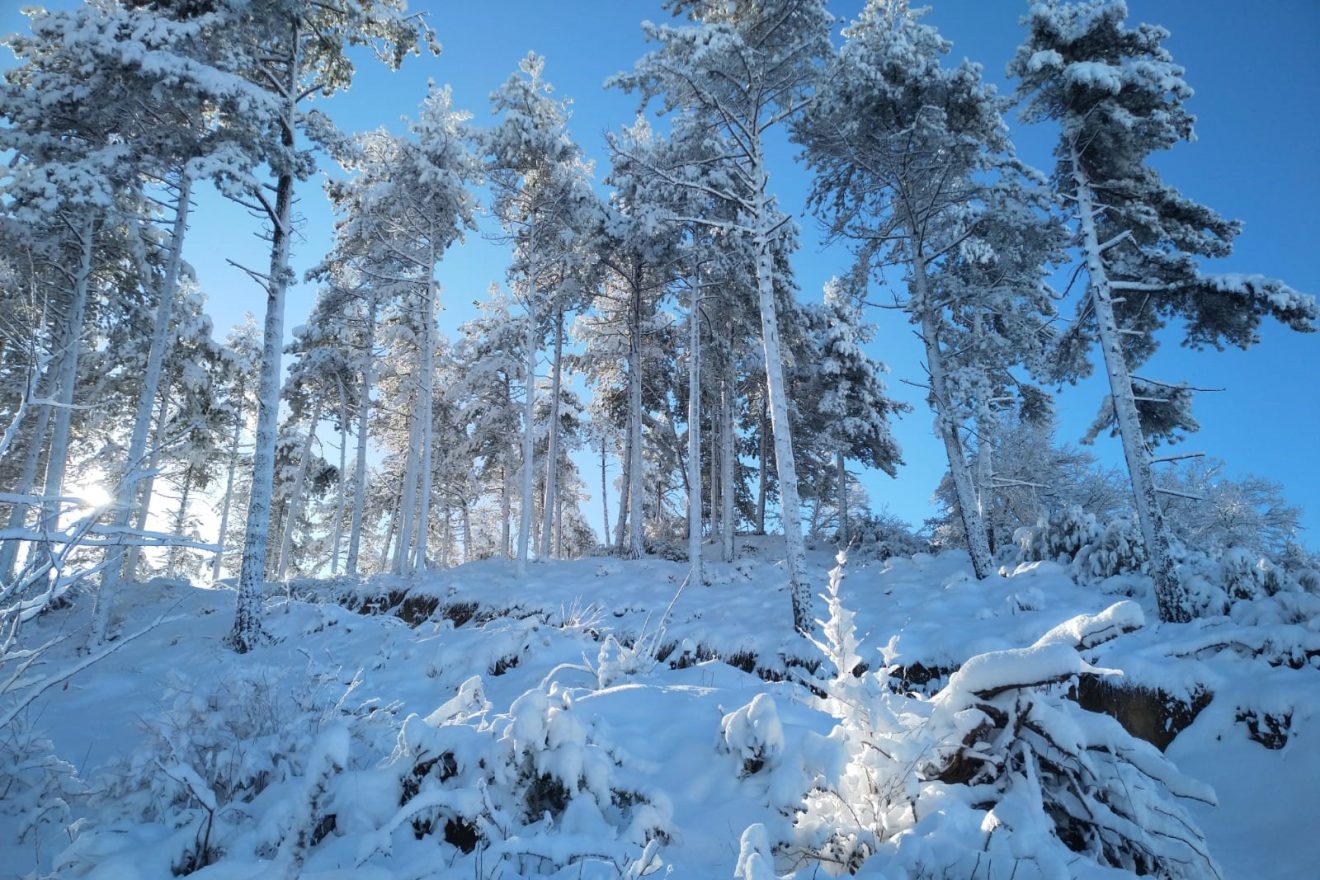 Nieve