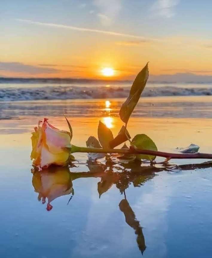 Flor, playa, crepúsculo